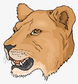 Free Head Lioness Clipart - Lioness Clipart, HD Png Download, Transparent PNG