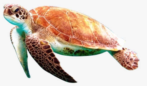 Sea Turtle With No Background, HD Png Download, Transparent PNG