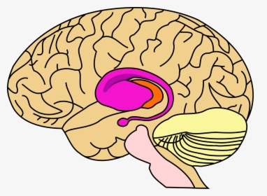 Basal Ganglia In Brain, HD Png Download, Transparent PNG