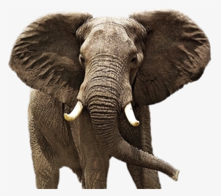 Elephant Png Image - Animal Is Also Known As The Best Rain Detector, Transparent Png, Transparent PNG