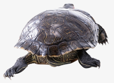 I Turtle Png - Transparent Turtle Res Baby, Png Download, Transparent PNG