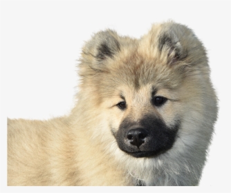 Dog Eurasier, Isolated, Dear, Purebred Dog, Animal, - Wolf Dog, HD Png Download, Transparent PNG