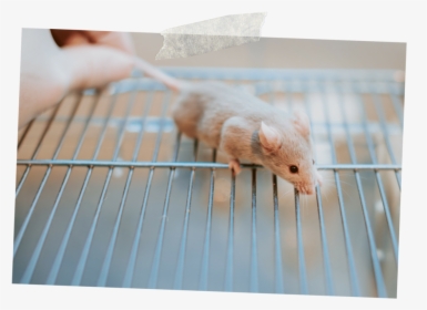Lab Mouse - Laboratory Mouse, HD Png Download, Transparent PNG