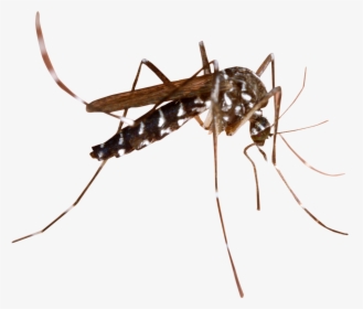 Mosquito Png Image - Transparent Background Mosquito Png, Png Download, Transparent PNG