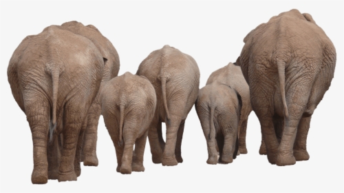 Elephants Group Back Transparent Png - Elephant Group Png, Png Download, Transparent PNG