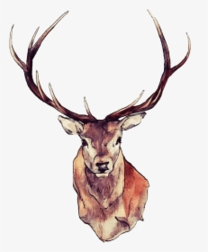 Dear Drawing Face Transparent Png Clipart Free Download - Stag Head Drawing, Png Download, Transparent PNG