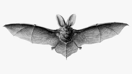 Brown Long-eared Bat Clip Arts - Brown Long Eared Bat Drawing, HD Png Download, Transparent PNG