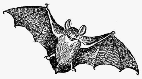 Big Brown Bat, HD Png Download, Transparent PNG