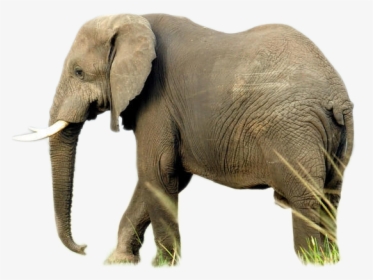 Elephant Png Image - Elephant Hq, Transparent Png, Transparent PNG