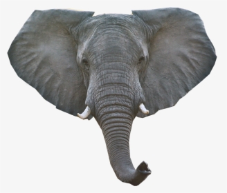 Elephant Png Download Image, Transparent Png, Transparent PNG