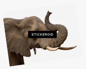 Indian Elephant , Png Download - Indian Elephant, Transparent Png, Transparent PNG