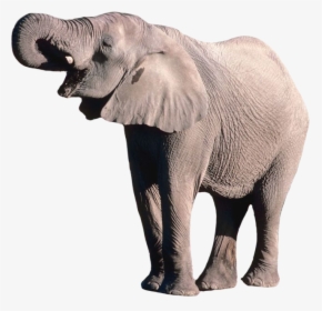 African Elephant Transparent Background, HD Png Download, Transparent PNG
