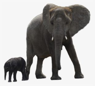 Elephant Png Free Download - Elephant With Baby Png, Transparent Png, Transparent PNG