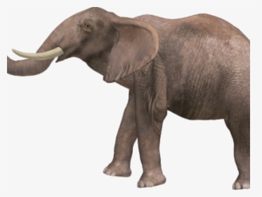 Elephant Png Transparent Images - Animal With Name High Resolutions, Png Download, Transparent PNG