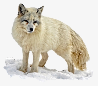 Arctic Snow Fox Png Image - Arctic Fox Transparent Background, Png Download, Transparent PNG