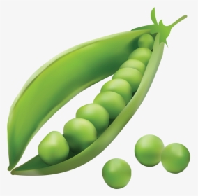 ᗷọŋ Ꭺppєtít Fruit And Veg, Fruits And Vegetables, Food - Pea Pod Dispersal Of Seeds By Explosion, HD Png Download, Transparent PNG