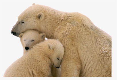 Snow Bear Png Image - Polar Bear With Baby Png, Transparent Png, Transparent PNG