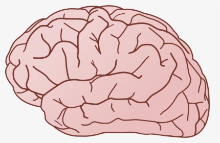 Thumb Image - Brains Clipart, HD Png Download, Transparent PNG