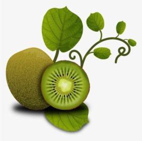 Fruits, Kiwi, Tropical, Plants, Vegetables, Fruit - Kiwi Leaves No Background, HD Png Download, Transparent PNG