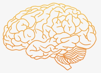 Human Brain Clip Art - Human Brain Brain Png, Transparent Png, Transparent PNG