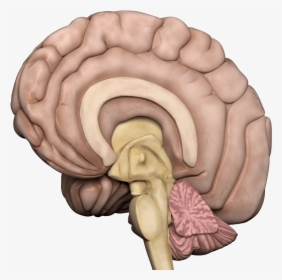 Human Brain Transparent Png - Anatomy Gif Transparent Background, Png Download, Transparent PNG