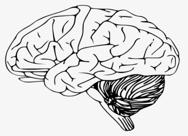 Brain Clipart Sketch - Black And White Brain, HD Png Download, Transparent PNG