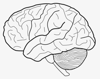 Human Brain Sketch Line Art - Brain Line Drawing, HD Png Download, Transparent PNG