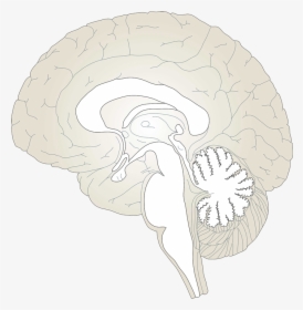 Brain Free To Use Cliparts - Brain Diagram Unlabeled, HD Png Download, Transparent PNG