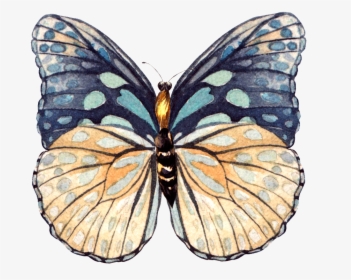 This Graphics Is Hand Painted A Beautiful Butterfly - Swallowtail Butterfly, HD Png Download, Transparent PNG