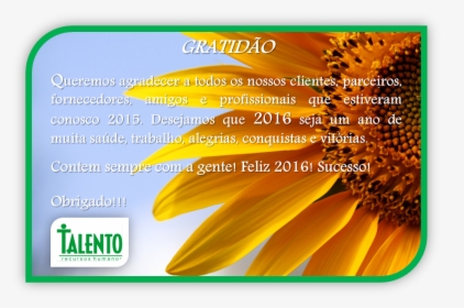 Beautiful Images Of Sunflowers, HD Png Download, Transparent PNG