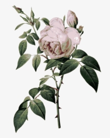 Rose Botanical Illustration , Png Download - Rose Botanical Chart, Transparent Png, Transparent PNG