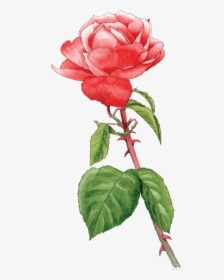 Rose Hot Chocolate - Hybrid Tea Rose, HD Png Download, Transparent PNG