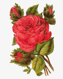Red Rose Photo Download, HD Png Download, Transparent PNG