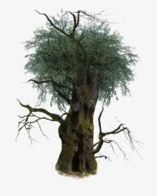 Clip Art D Trees Transprent Png Free Olive- - Oak Tree Transparent Background, Png Download, Transparent PNG
