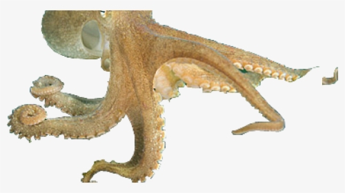 Octopus Png Free Download - Cephalopods Png, Transparent Png, Transparent PNG