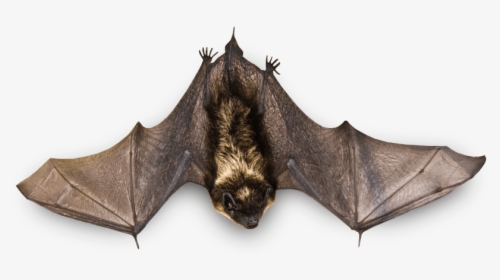 Pequeño Murciélago Volador Clipart - Real Bat Png, Transparent Png, Transparent PNG