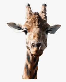 Giraffe Head Png, Transparent Png, Transparent PNG
