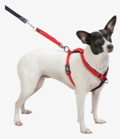 Dog Breed Toy Fox Terrier Miniature Fox Terrier Dog - Sporn Ultimate Control Harness, HD Png Download, Transparent PNG