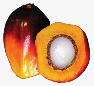 Palm Oil Plant - Calabaza, HD Png Download, Transparent PNG