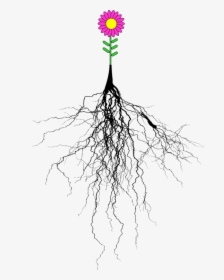 Botany,plant,tree - Tree With Roots Png, Transparent Png, Transparent PNG