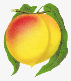 Fruit Peach Clipart New Globe Illustration Botanical - Clip Art, HD Png Download, Transparent PNG