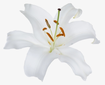 Lily, HD Png Download, Transparent PNG