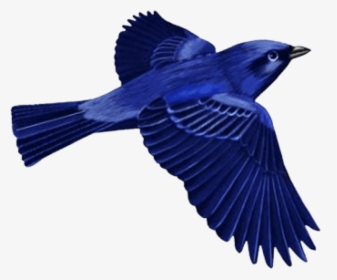 Download Dark Blue Bird Clip-art Png Images Background - Dark Blue Bird Clipart, Transparent Png, Transparent PNG