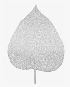 White Silver Leaf Png, Transparent Png, Transparent PNG