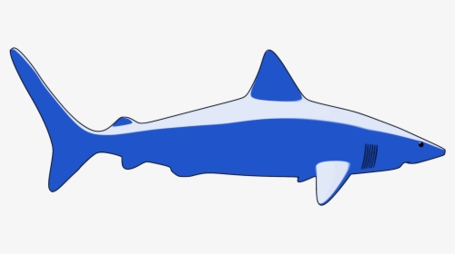 Marine Biology,shark,organism - Sharks, HD Png Download, Transparent PNG