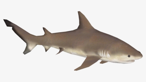 Bull Shark , Png Download - Great White Shark Transparent, Png Download, Transparent PNG