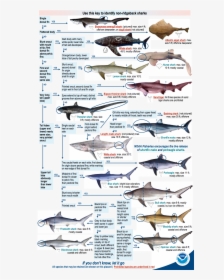 Shark Identification Chart, HD Png Download, Transparent PNG