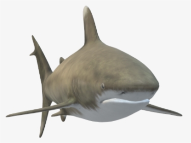Tiger Shark, HD Png Download, Transparent PNG