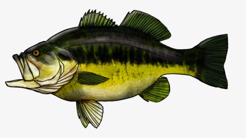 Bass, HD Png Download, Transparent PNG