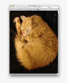 Inserted Loupe - Cat Yawns, HD Png Download, Transparent PNG